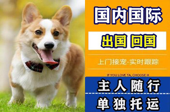 嘉兴市宠物托运公司嘉兴市宠物托运公司嘉兴市宠物托运公司
