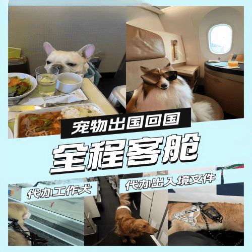 嘉兴市宠物托运到白俄罗斯宠物入境规定和要求